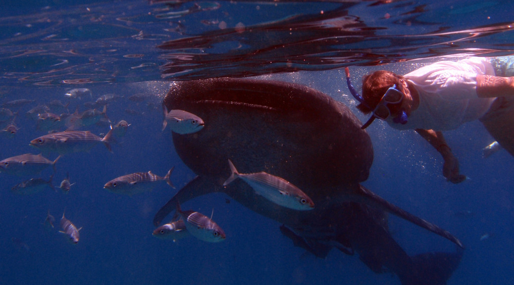 Plavání s velrybími žraloky na FILIPÍNÁCH – jedinečný zážitek!