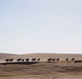 Mongolsko-Three-Camel-Lodge-17