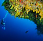 Anantara Kihavah Maldives - Yellow_Wall_House_Reef