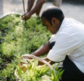 Anantara Kihavah Maldives - Organic_Garden